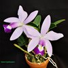 Cattleya violacea coerulea x sib ('K.S. #1' x 'K.S. #2') , Ching Hua Orchids.